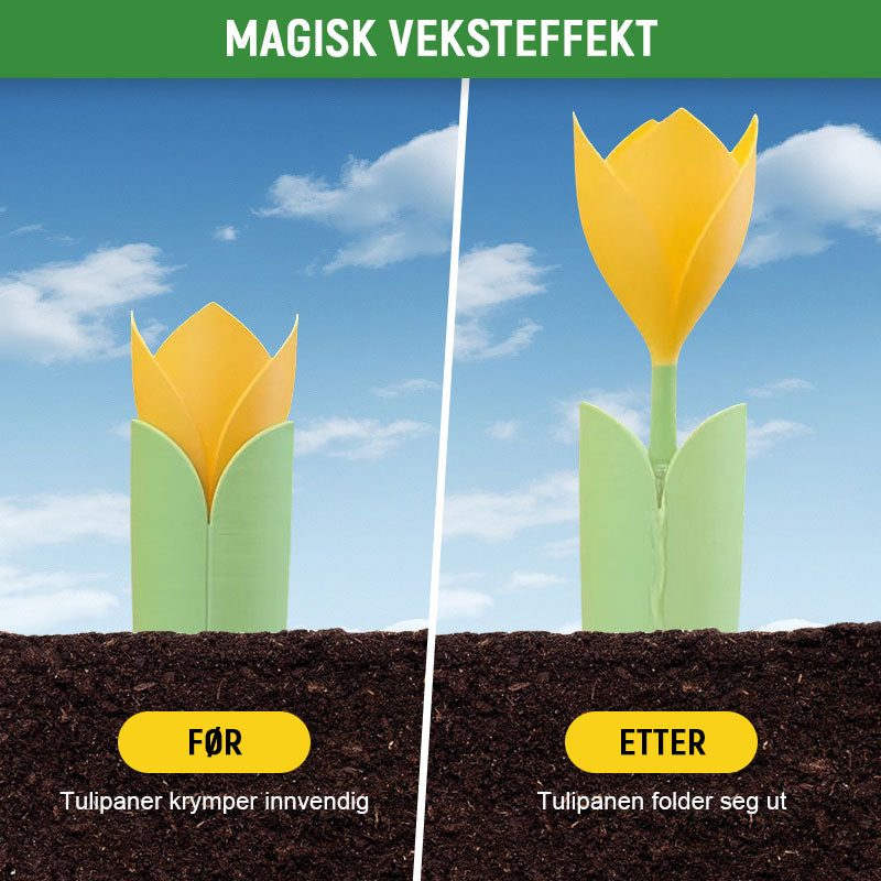 🌷Dryppvanning for Tulipanplanter