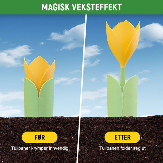 🌷Dryppvanning for Tulipanplanter