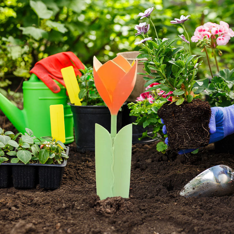 🌷Dryppvanning for Tulipanplanter